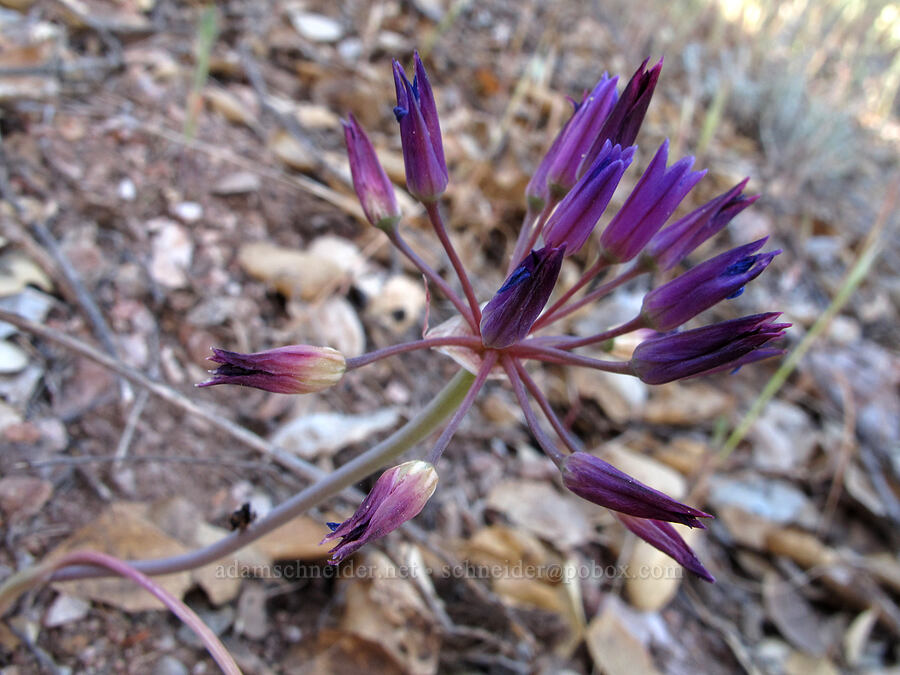 fringed onion (Allium fimbriatum var. fimbriatum) [Juniper Canyon Trail, Pinnacles National Park, San Benito County, California]