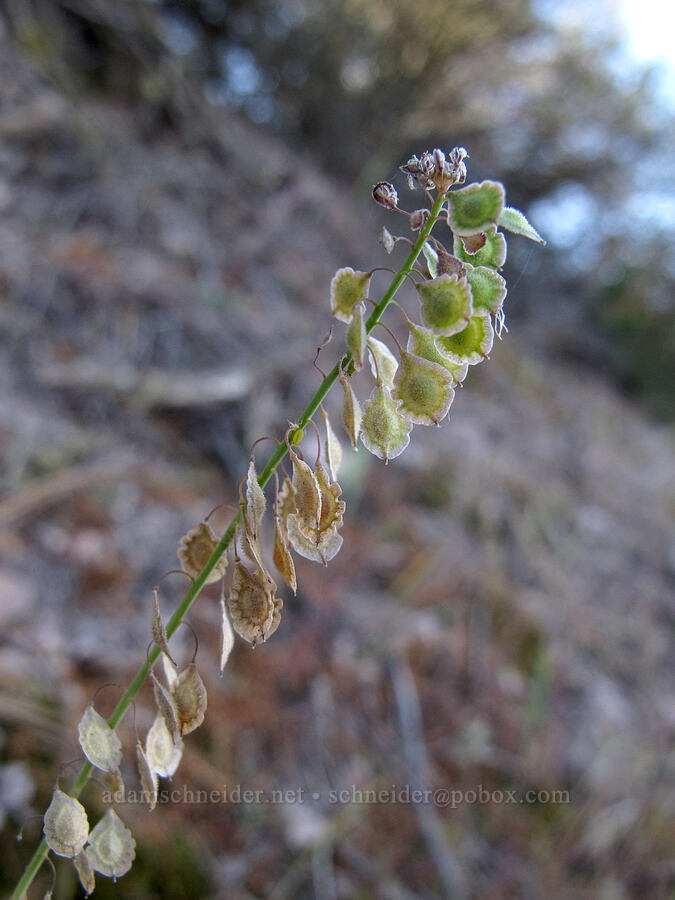 fringe-pod (Thysanocarpus curvipes) [Juniper Canyon Trail, Pinnacles National Park, San Benito County, California]