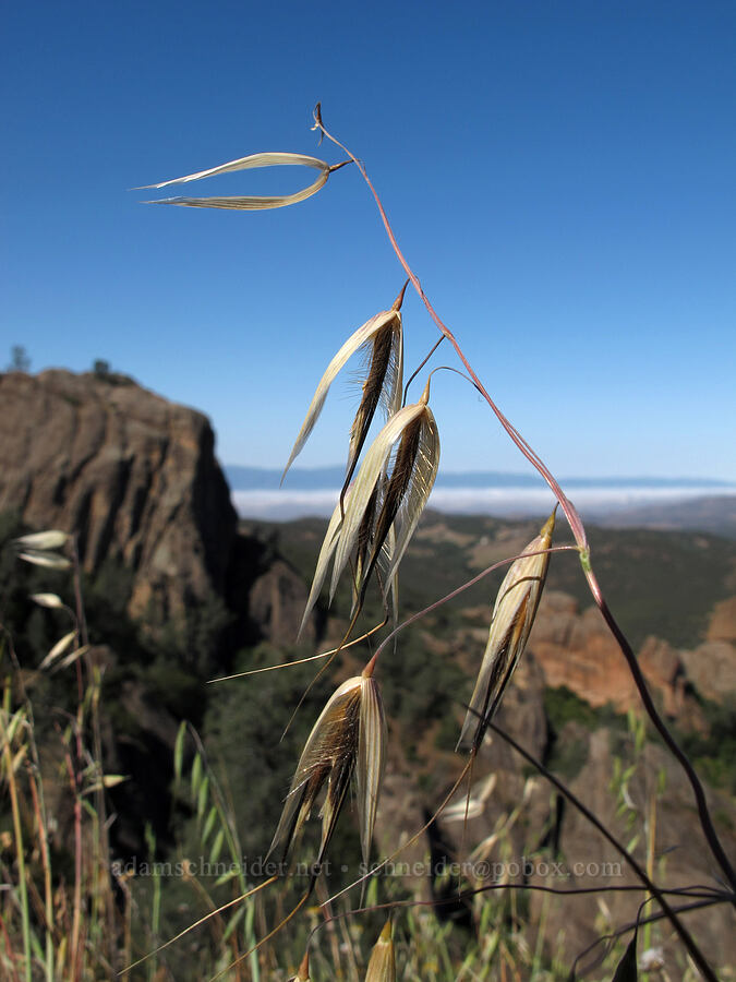 wild oats (Avena sp.) [Juniper Canyon Trail, Pinnacles National Park, San Benito County, California]