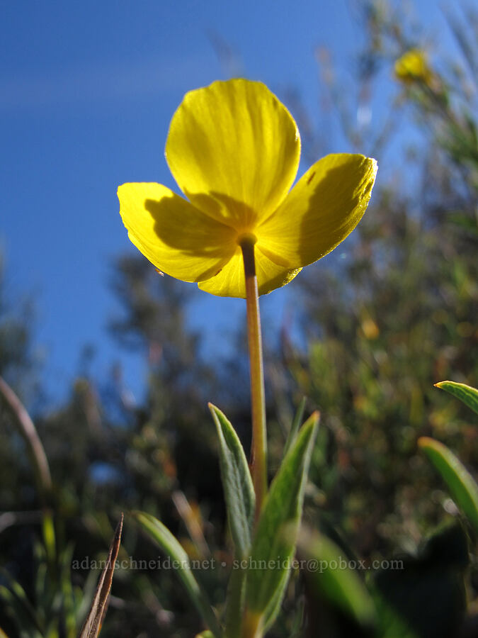 bush poppy (Dendromecon rigida) [Juniper Canyon Trail, Pinnacles National Park, San Benito County, California]