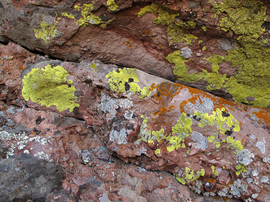 colorful lichens [High Peaks, Pinnacles National Park, San Benito County, California]