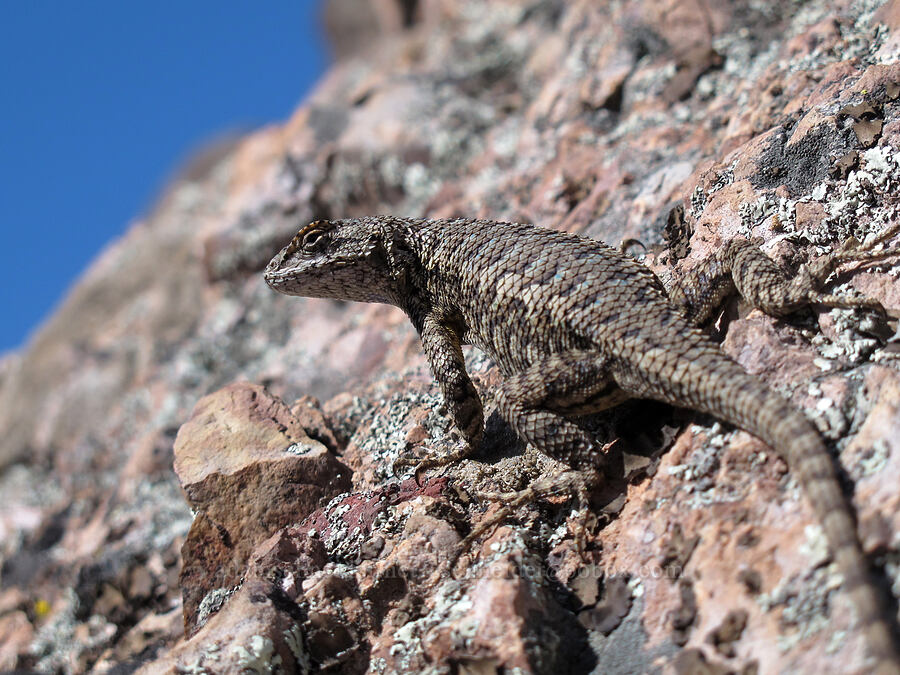 Coast Range fence lizard (Sceloporus occidentalis bocourtii) [High Peaks Trail, Pinnacles National Park, San Benito County, California]