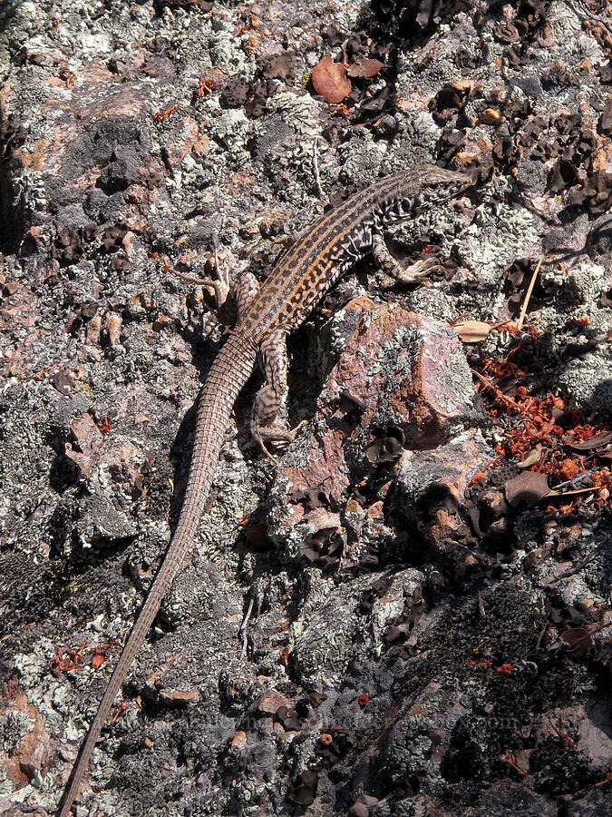 western whiptail lizard (Aspidoscelis tigris) [High Peaks Trail, Pinnacles National Park, San Benito County, California]