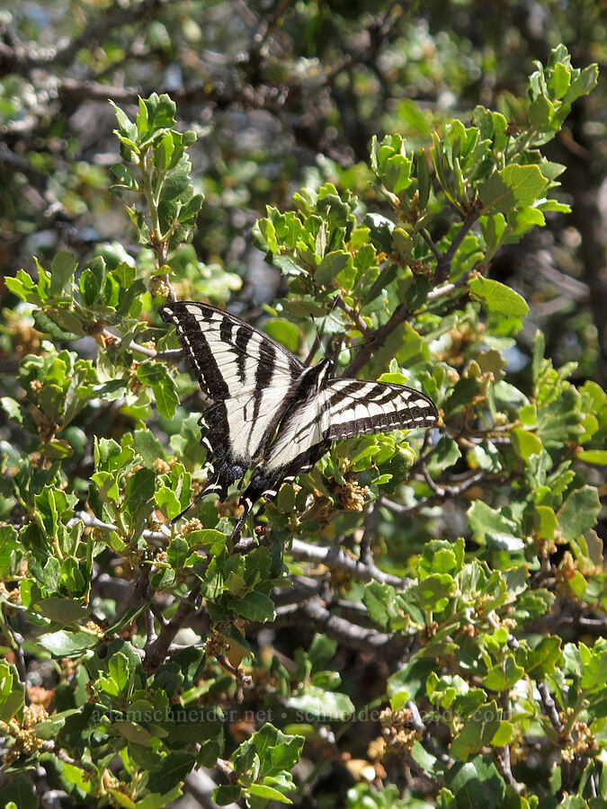 pale swallowtail butterfly (Papilio eurymedon) [High Peaks Trail, Pinnacles National Park, San Benito County, California]