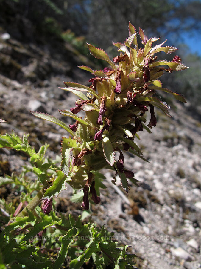 warrior's-plume lousewort (Pedicularis densiflora) [High Peaks Trail, Pinnacles National Park, San Benito County, California]