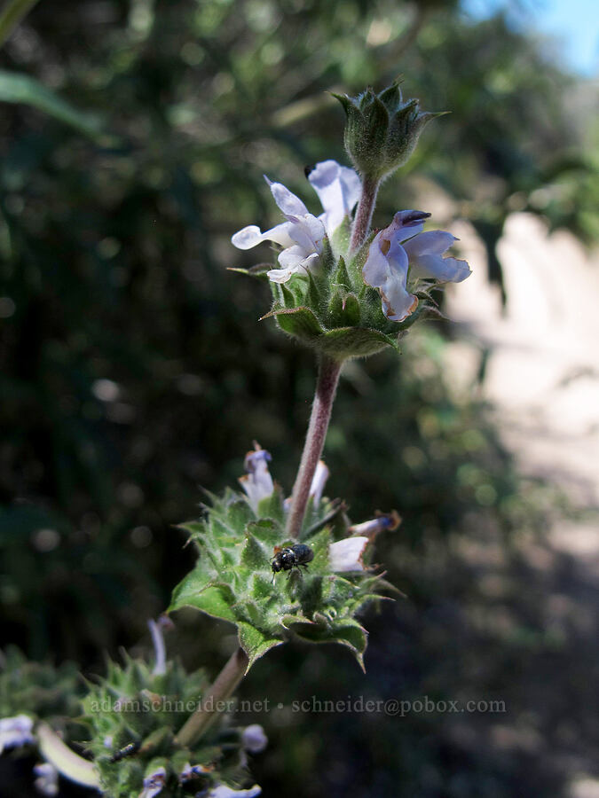 black sage (Salvia mellifera) [High Peaks Trail, Pinnacles National Park, San Benito County, California]