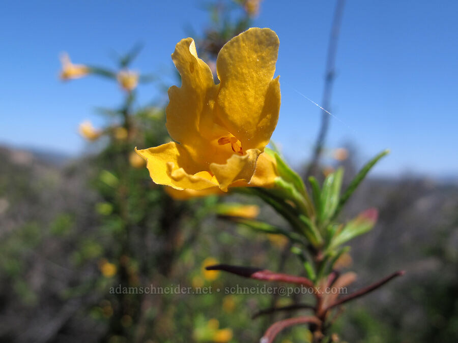 sticky monkeyflower (Diplacus aurantiacus (Mimulus aurantiacus)) [High Peaks Trail, Pinnacles National Park, San Benito County, California]
