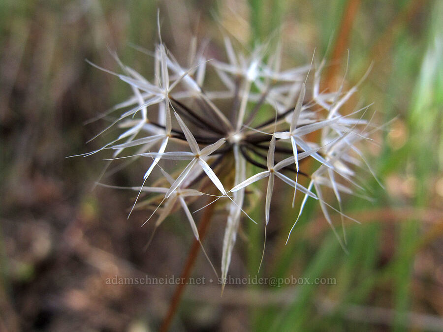 silverpuffs seeds (Uropappus lindleyi (Microseris lindleyi)) [High Peaks Trail, Pinnacles National Park, San Benito County, California]