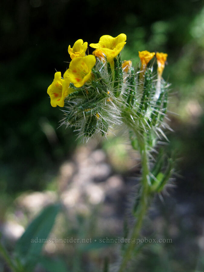 fiddleneck (Amsinckia menziesii var. intermedia (Amsinckia intermedia)) [High Peaks Trail, Pinnacles National Park, San Benito County, California]