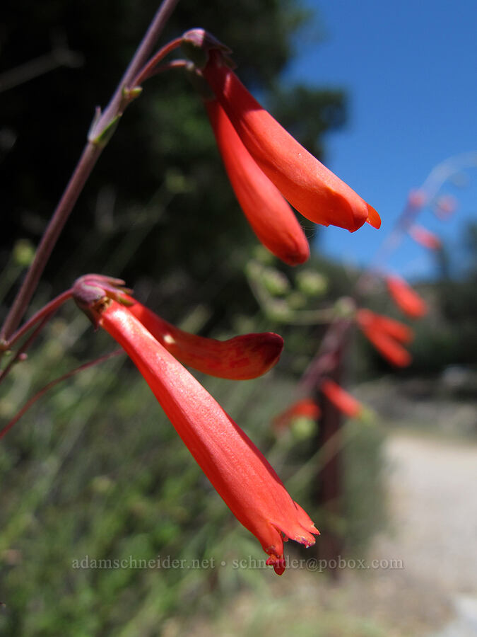 scarlet bugler (Penstemon centranthifolius) [Bench Trail, Pinnacles National Park, San Benito County, California]