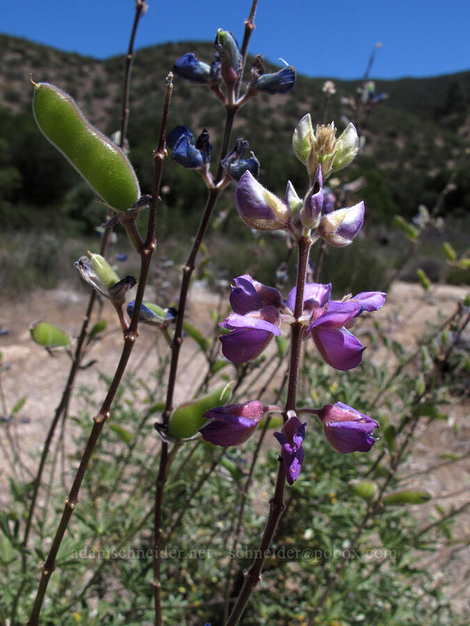 arroyo lupine (?) (Lupinus succulentus) [Old Pinnacles Trail, Pinnacles National Park, San Benito County, California]