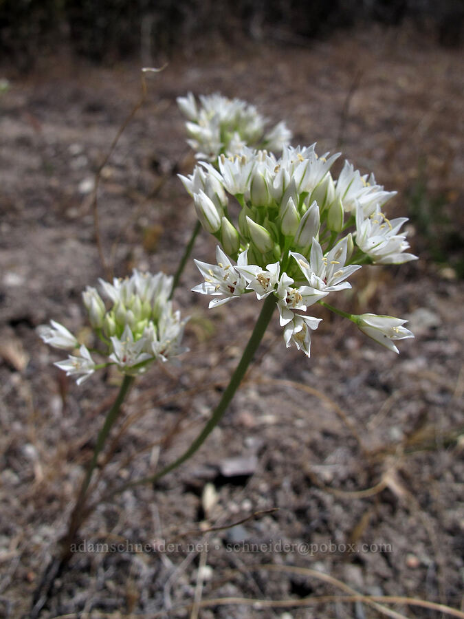 white fringed onion (Allium lacunosum var. micranthum) [Old Pinnacles Trail, Pinnacles National Park, San Benito County, California]