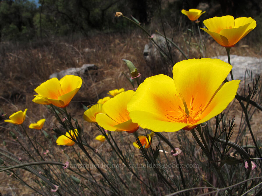 California poppies (Eschscholzia californica) [Old Pinnacles Trail, Pinnacles National Park, San Benito County, California]