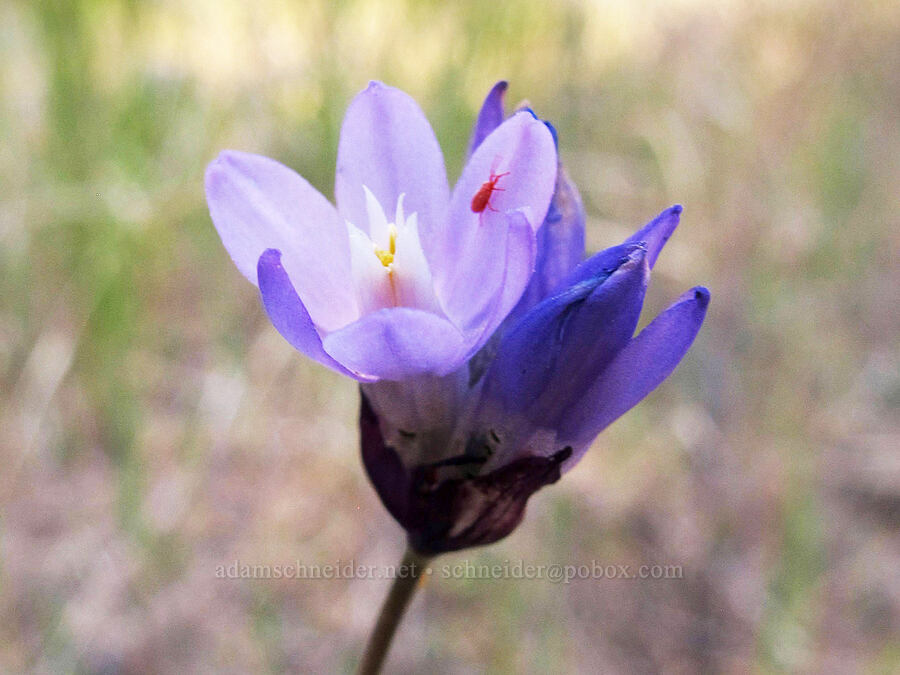 blue dicks (and a velvet mite) (Dipterostemon capitatus (Dichelostemma capitatum)) [Old Pinnacles Trail, Pinnacles National Park, San Benito County, California]
