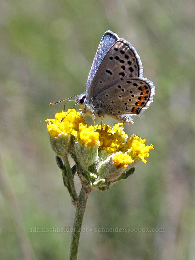 acmon blue butterfly on golden yarrow (Icaricia acmon (Plebejus acmon), Eriophyllum confertiflorum var. confertiflorum) [Balconies Cliffs Trail, Pinnacles National Park, San Benito County, California]