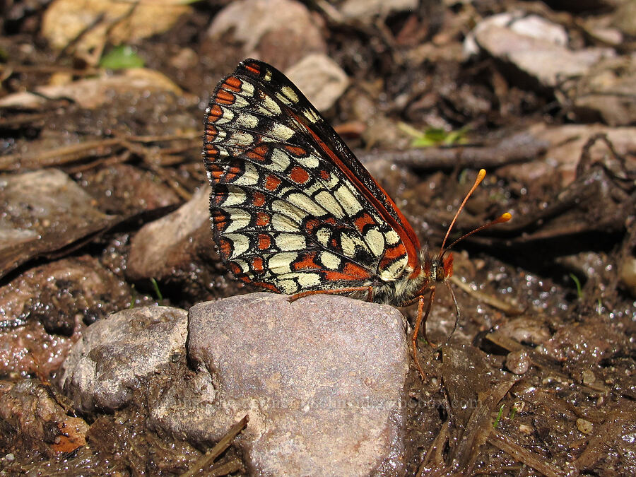 variable checkerspot butterfly (Euphydryas chalcedona) [Balconies Cave Trail, Pinnacles National Park, San Benito County, California]