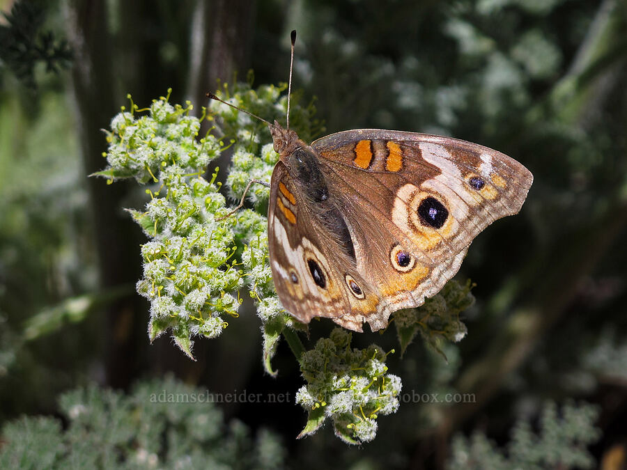 buckeye butterfly on woolly-fruit desert parsley (Junonia coenia, Lomatium dasycarpum) [Balconies Trail, Pinnacles National Park, San Benito County, California]