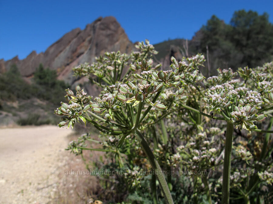 woolly-fruit desert parsley (Lomatium dasycarpum) [Balconies Trail, Pinnacles National Park, San Benito County, California]