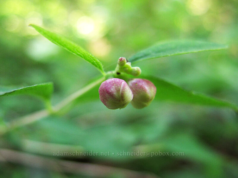 snowberry flowers, budding (Symphoricarpos sp.) [Augspurger Trail, Gifford Pinchot National Forest, Skamania County, Washington]