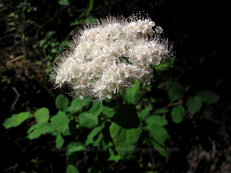 white spirea (Spiraea lucida (Spiraea betulifolia var. lucida)) [Augspurger Trail, Gifford Pinchot National Forest, Skamania County, Washington]
