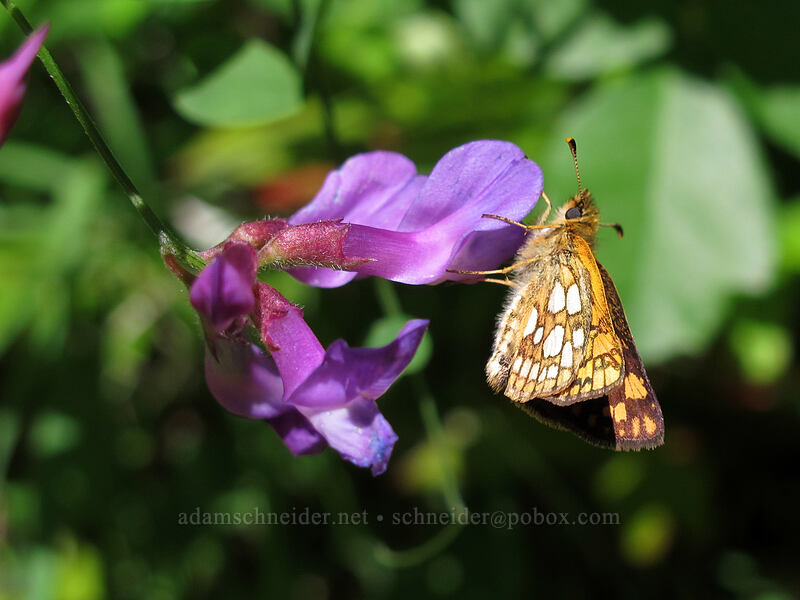 arctic skipper butterfly on pea-vine flowers (Carterocephalus palaemon, Lathyrus polyphyllus) [Augspurger Trail, Gifford Pinchot National Forest, Skamania County, Washington]