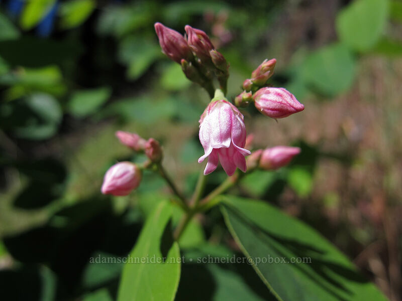spreading dogbane (Apocynum androsaemifolium) [Augspurger Trail, Gifford Pinchot National Forest, Skamania County, Washington]