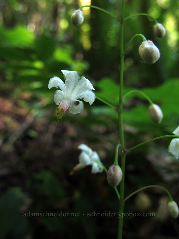 northern inside-out flower (Vancouveria hexandra) [Augspurger Trail, Gifford Pinchot National Forest, Skamania County, Washington]