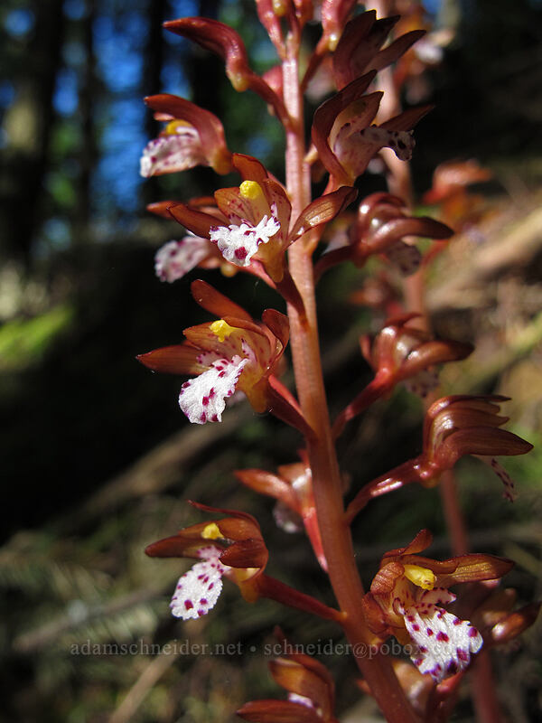 spotted coral-root orchid (Corallorrhiza maculata) [Augspurger Trail, Gifford Pinchot National Forest, Skamania County, Washington]