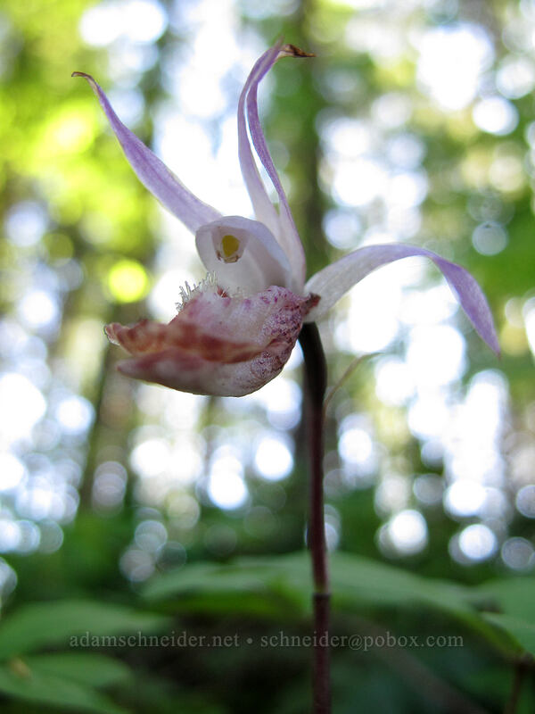 fairy-slipper orchid (Calypso bulbosa) [Augspurger Trail, Gifford Pinchot National Forest, Skamania County, Washington]