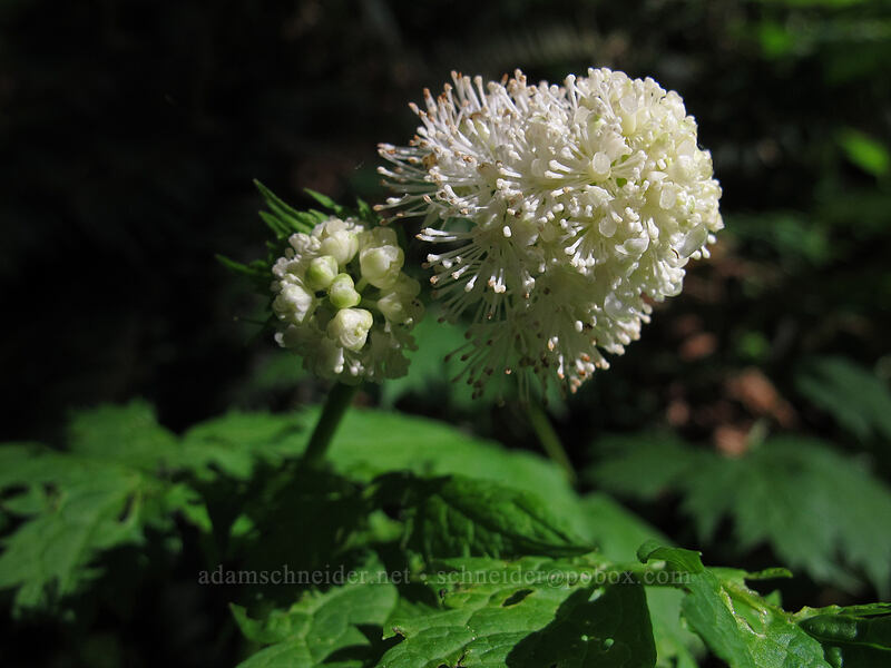 baneberry flowers (Actaea rubra) [Augspurger Trail, Gifford Pinchot National Forest, Skamania County, Washington]