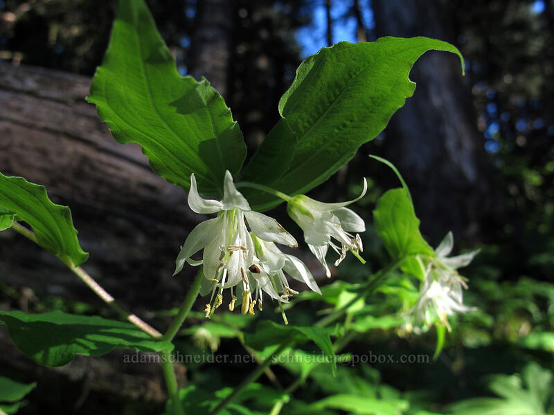 Hooker's fairy bells (Prosartes hookeri (Disporum hookeri)) [Dog Mountain, Gifford Pinchot National Forest, Skamania County, Washington]