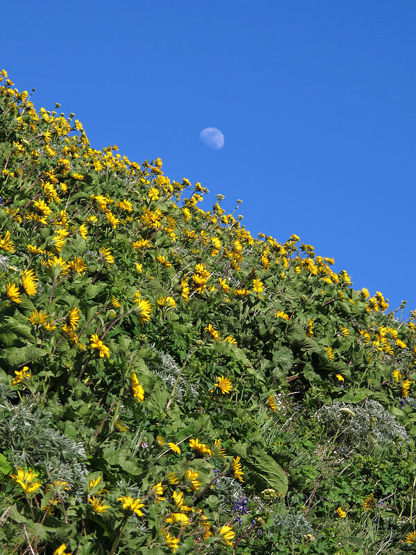 balsamroot & the moon (Balsamorhiza sp.) [Dog Mountain, Gifford Pinchot National Forest, Skamania County, Washington]
