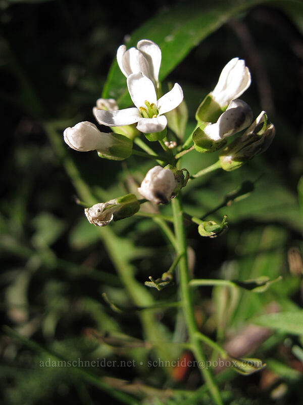 alpine pennycress (Noccaea fendleri ssp. glauca (Thlaspi fendleri var. glaucum)) [Dog Mountain, Gifford Pinchot National Forest, Skamania County, Washington]