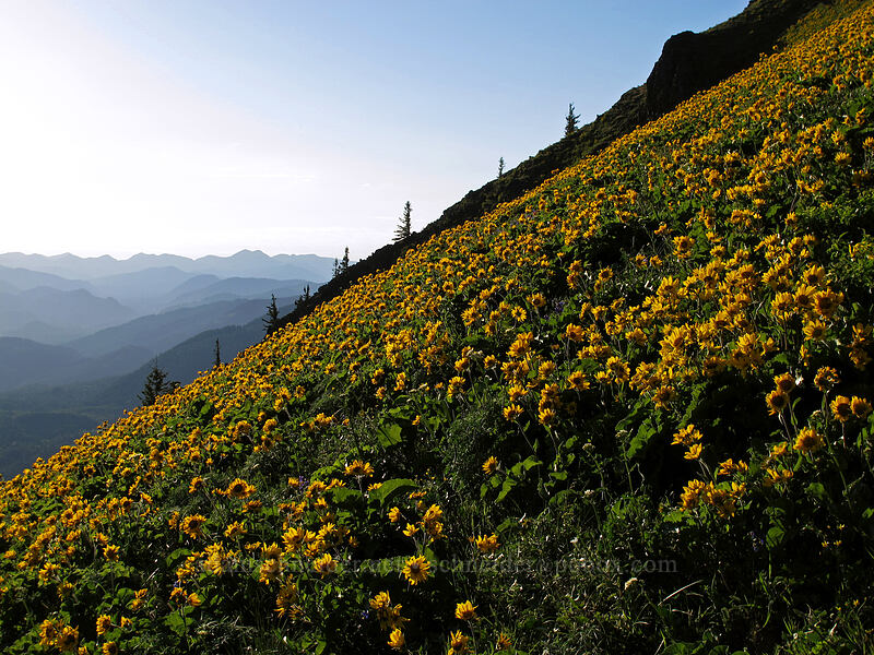 balsamroot-covered slopes (Balsamorhiza sp.) [Dog Mountain, Gifford Pinchot National Forest, Skamania County, Washington]