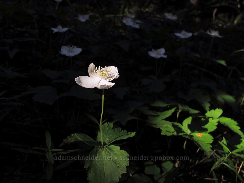 Columbia windflowers (Anemone deltoidea (Anemonastrum deltoideum)) [Dog Mountain, Gifford Pinchot National Forest, Skamania County, Washington]