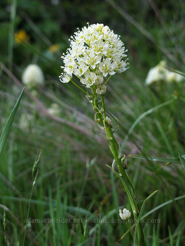 meadow death-camas (Toxicoscordion venenosum (Zigadenus venenosus)) [Dog Mountain, Gifford Pinchot National Forest, Skamania County, Washington]