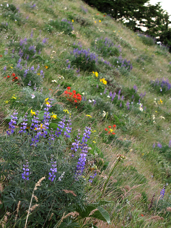 wildflowers (Lupinus sp., Balsamorhiza sp., Castilleja hispida, Senecio integerrimus var. ochroleucus) [Dog Mountain, Gifford Pinchot National Forest, Skamania County, Washington]