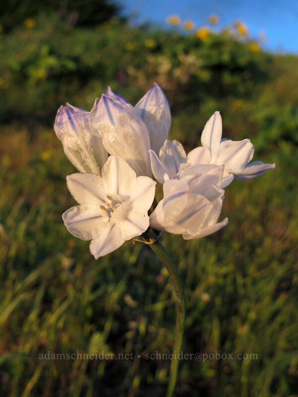 bi-colored cluster lily (Triteleia grandiflora var. howellii (Brodiaea bicolor)) [Dog Mountain, Gifford Pinchot National Forest, Skamania County, Washington]