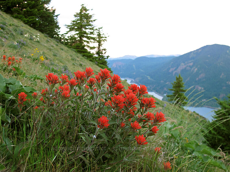 harsh paintbrush (Castilleja hispida) [Dog Mountain, Gifford Pinchot National Forest, Skamania County, Washington]