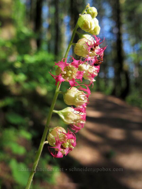 fringe cup (Tellima grandiflora) [Hamilton Mountain Trail, Beacon Rock State Park, Skamania County, Washington]