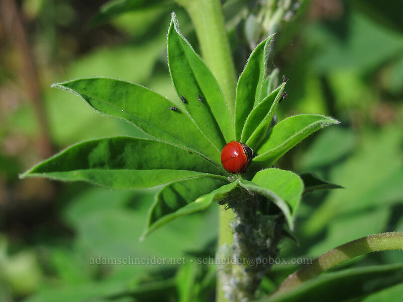 ladybug in a lupine leaf [Hamilton Mountain Trail, Beacon Rock State Park, Skamania County, Washington]
