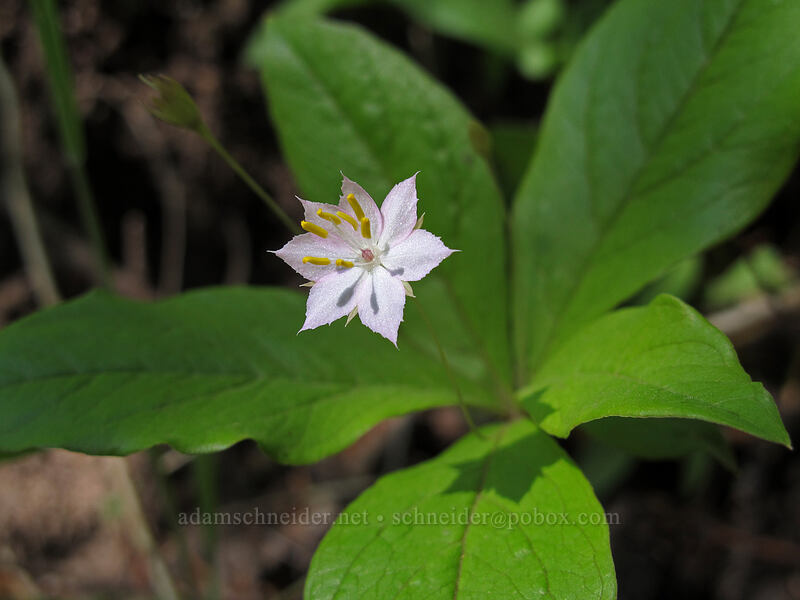 Pacific starflower (Lysimachia latifolia (Trientalis borealis ssp. latifolia)) [Hamilton Mountain Trail, Beacon Rock State Park, Skamania County, Washington]