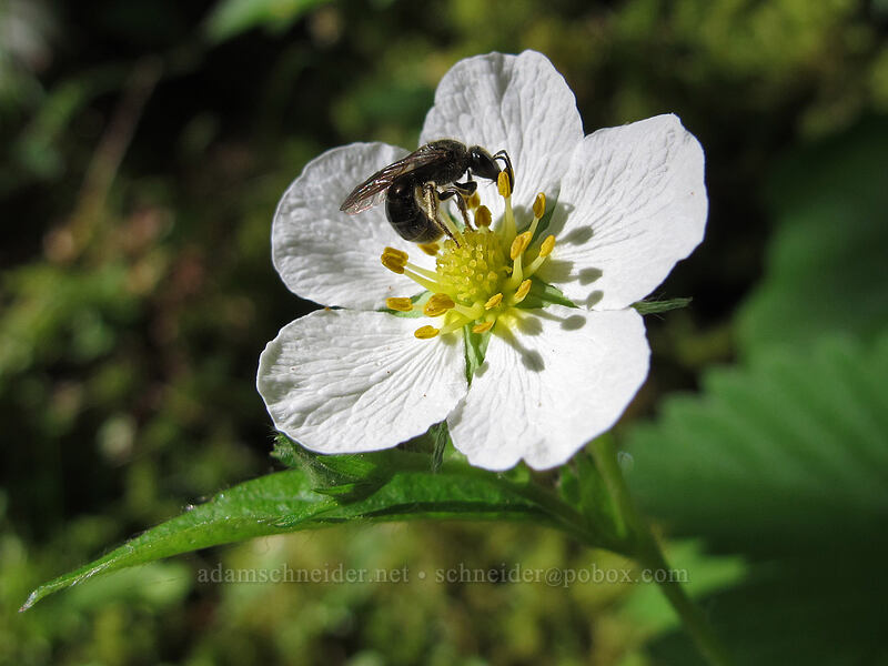 black bee on a strawberry flower (Fragaria vesca) [Hamilton Mountain Trail, Beacon Rock State Park, Skamania County, Washington]