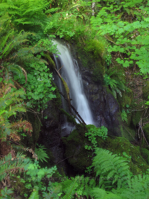 Hardy Falls [Hamilton Mountain Trail, Beacon Rock State Park, Skamania County, Washington]