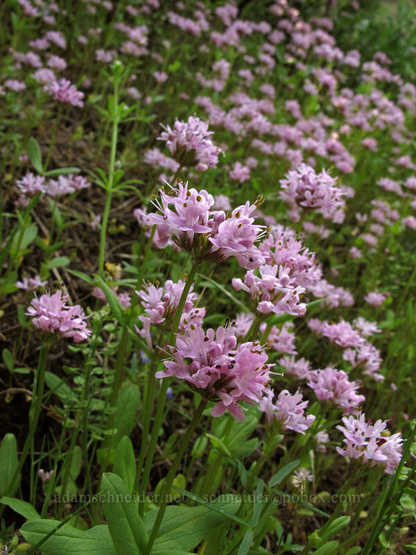 rosy plectritis (Plectritis congesta) [Hamilton Mountain Trail, Beacon Rock State Park, Skamania County, Washington]