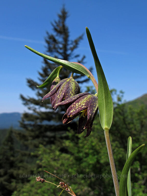 chocolate lilies (Fritillaria affinis) [Little Hamilton Mountain, Beacon Rock State Park, Skamania County, Washington]