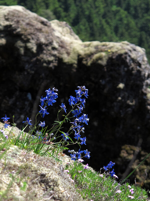 larkspur (Delphinium sp.) [Little Hamilton Mountain, Beacon Rock State Park, Skamania County, Washington]