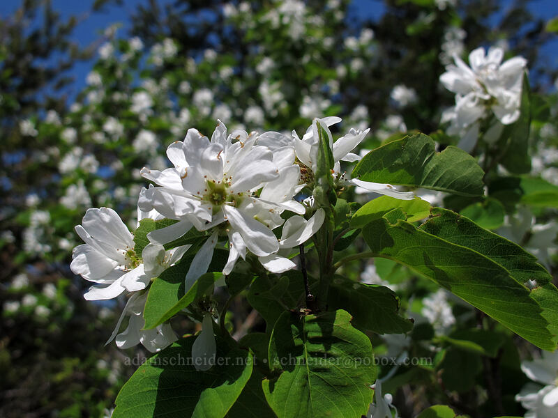 serviceberry flowers (Amelanchier alnifolia) [Little Hamilton Mountain, Beacon Rock State Park, Skamania County, Washington]