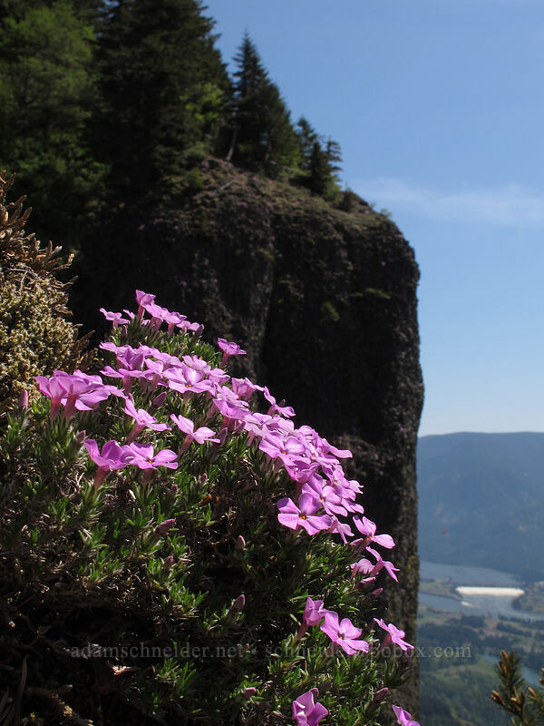 phlox & cliffs (Phlox diffusa) [Hamilton Mountain Trail, Beacon Rock State Park, Skamania County, Washington]
