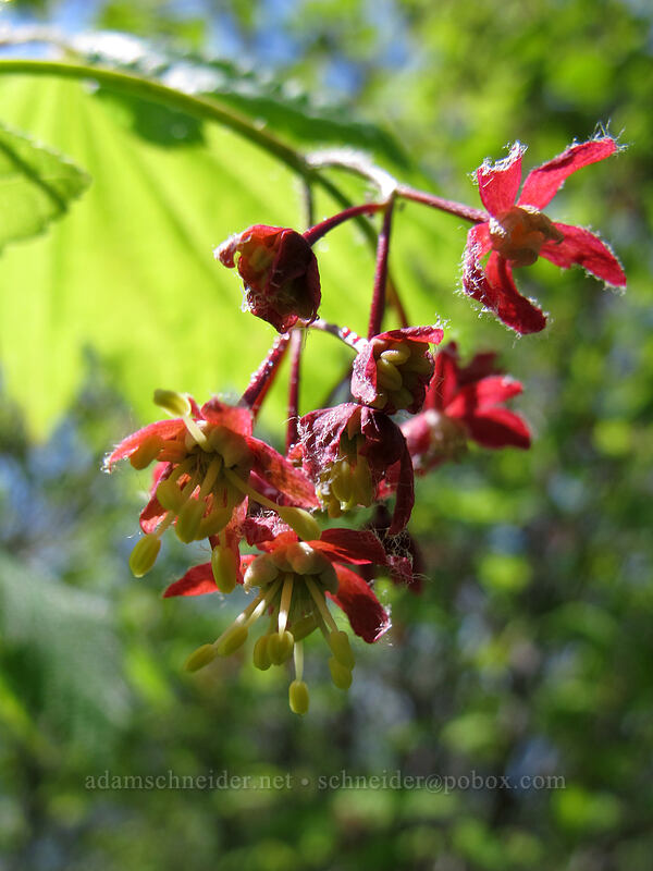 vine maple flowers (Acer circinatum) [Hamilton Mountain Trail, Beacon Rock State Park, Skamania County, Washington]